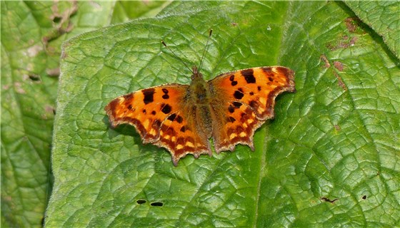 Comma Butterfly R Clwyd