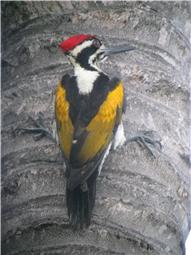 White naped Woodpecker