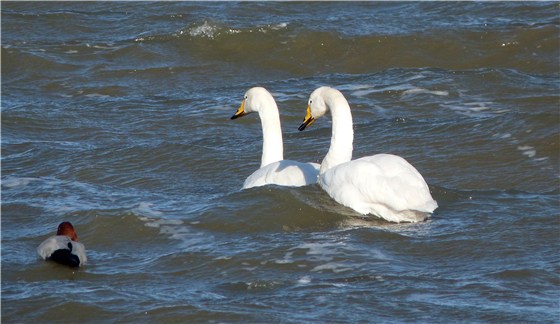 Whoopers and Pochard