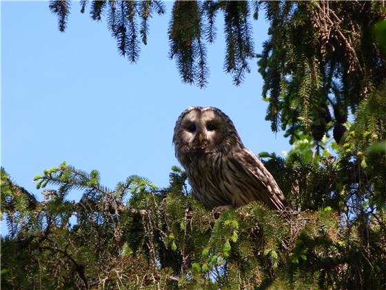 Ural Owl Finland