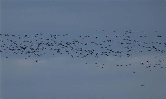 Pink Footed Geese Arrive