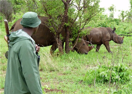 Rhino guard at work