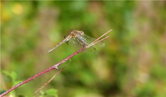 Dragonfly sp Holme