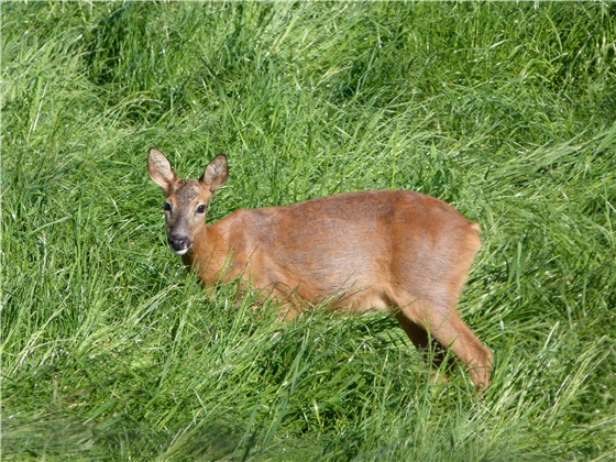 Red Deer doe