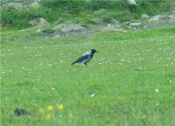 Hooded Crow S Stack 2