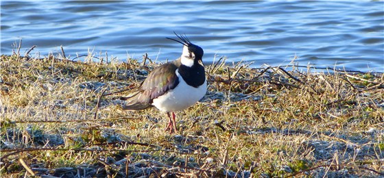 Lapwing RSPB Conwy