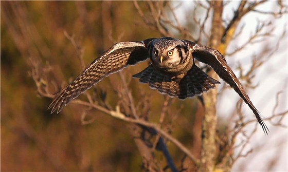 Hawk Owl Germany 2