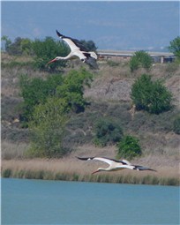 White Storks flight Spain