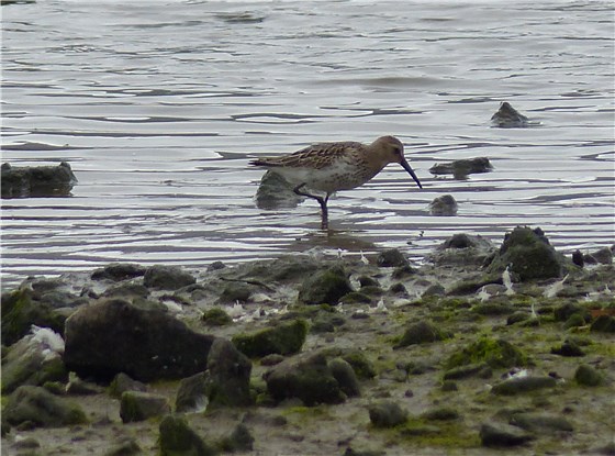 Dunlin Conwy Sept 1