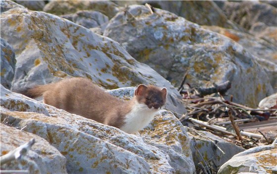 Stoat Conwy 1
