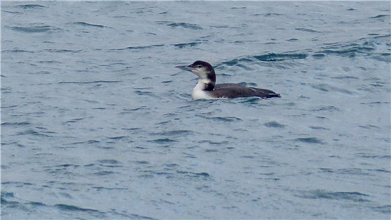 Great Northern Diver Mull 2