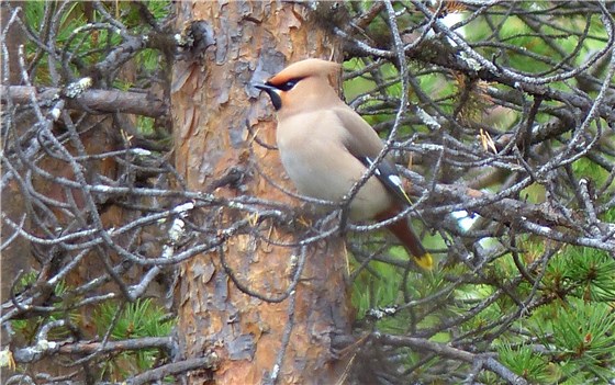 Waxwing perched 2014