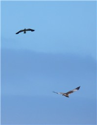 Marsh Harrier and Lapwing