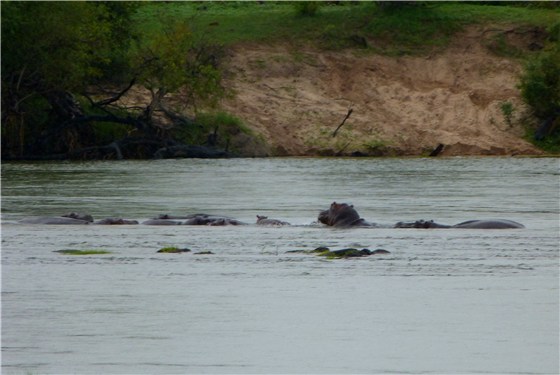 Hippo islands Zambia