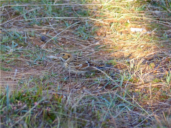 Lapland Bunting Great Orme