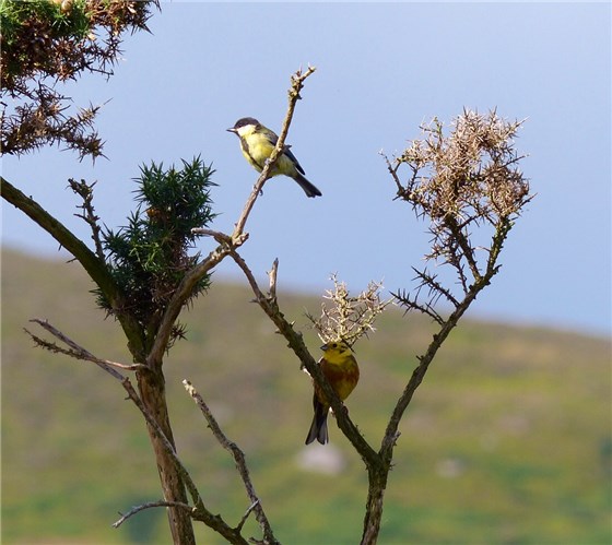 Yellowhammer and Great Tit
