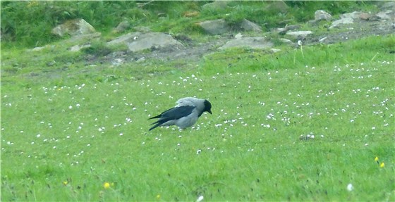 Hooded Crow S Stack
