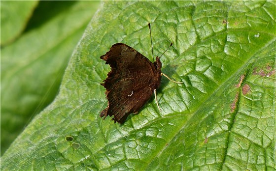 Comma Butterfly R Clwyd 2