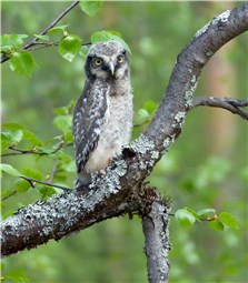 Hawk Owl juv 1