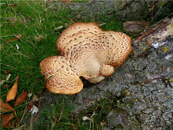 Autumn fungi Norfolk