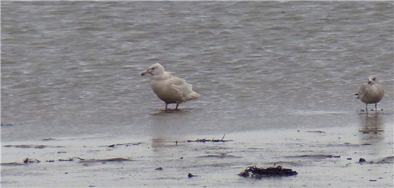 Glaucous Gull Ang 1