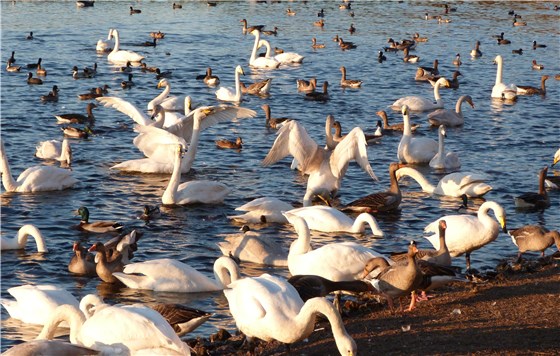 Whooper Swan feeding frenzy