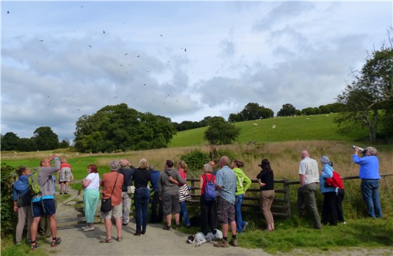 Leica Birdbox Gigrin kite crowd