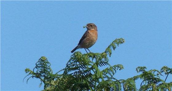 Stonechat with food