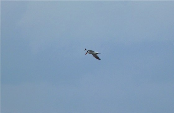 Caspian Tern 2