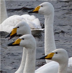 Whooper Swans Group 2