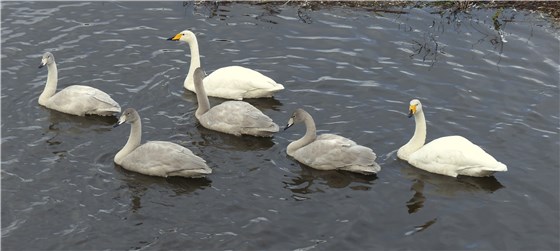 Whooper Swans at Welney