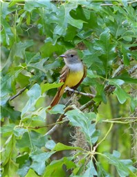 Great Crested Flycatcher 2