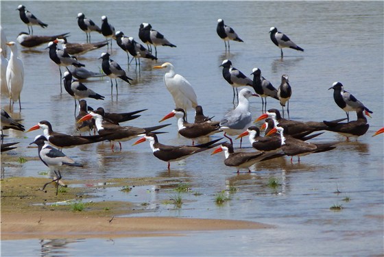 Sandbank flock