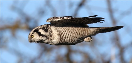 Hawk Owl Germany 1
