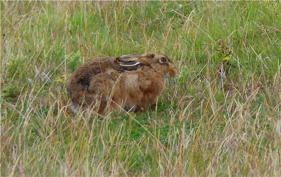Brown Hare Holme