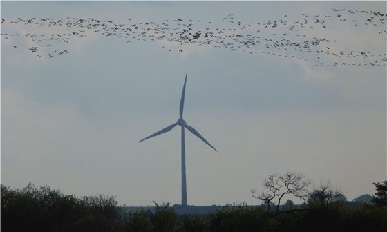 Geese fly over the windmill