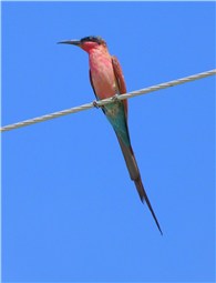 Southern Carmine Bee eater