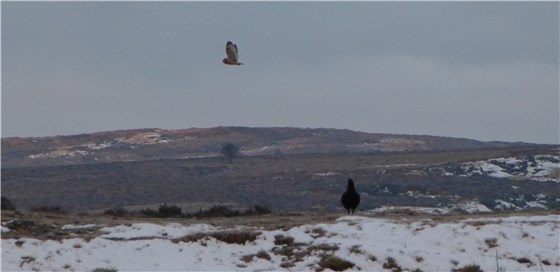 SEO and Black Grouse