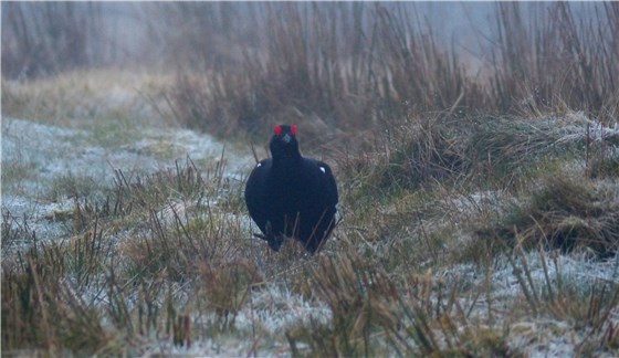 Blk Grouse one 11Mar