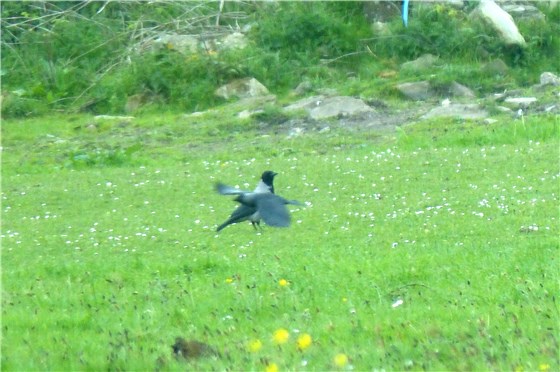 Hooded Crow S Stack 3 Jackdaw