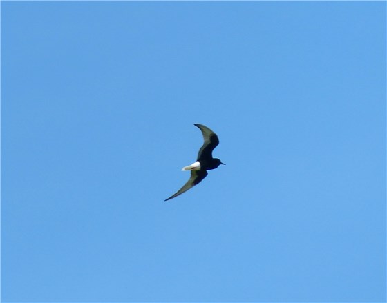 White winged Black Tern flying 2