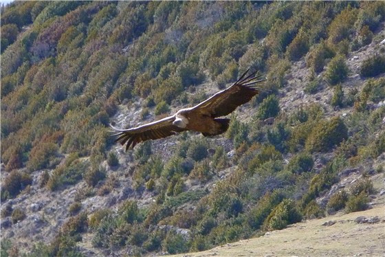 Griffon Vultures 4