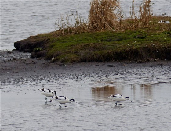 Avocets MM WWT 3