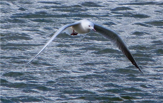 Slender billed Gull in flight