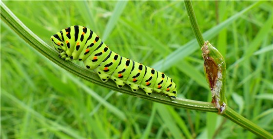 Hickling Swallowtail caterpillar 1