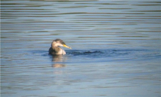 Red Necked Grebe Pen 1