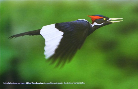 Ivory billed Woodpecker book
