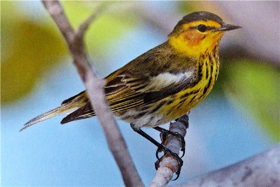 Warbler Guide Cape May