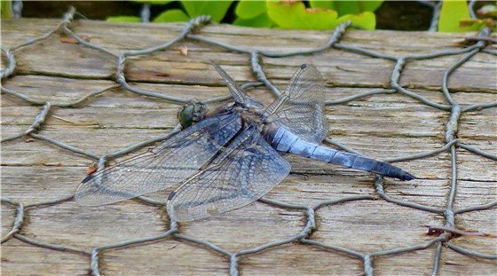 Hickling Broad Bellied Chaser 1