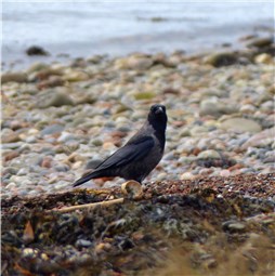 Hooded Crow hybrid